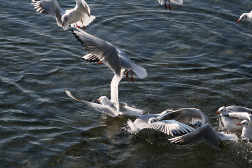 Avifauna humor